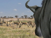 Kenija - zemlja safarija