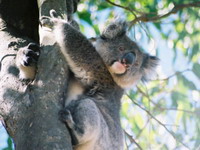Ostrvo Kenguru - u potrazi za koalama