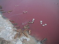 Afričko jezero boje krvi raj za sakupljače soli