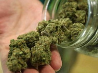 Češka legalizuje marihuanu kao sredstvo za liječenje