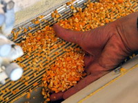 Proizvođači: Zdrav kukuruz uslov za niži nivo aflatoksina