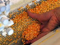 Ministarstvo zabranilo promet 200 tona kukuruza