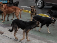 Gradske vlasti u naredile ubijanje pasa lutalica