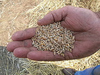 Zbog slabog roda pšenice u BiH i okruženju moguće je povećanje cijena brašna
