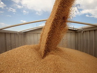 Poskupljenje pšenice nije alarmantno, silosi robnih rezervi u FBiH nisu prazni
