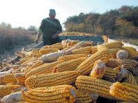 Smanjena proizvodnja kukuruza, duhana, krompira, jabuka i šljiva