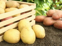 Odluka EK za izvoz krompira dokaz da BiH može ispuniti zahtjevne standarde EU