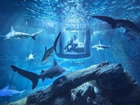 Spavanje među ajkulama: Pariski akvarij nudi prenoćište pod vodom