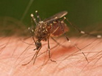Znate li zašto vas komarci "vole" više od drugih?