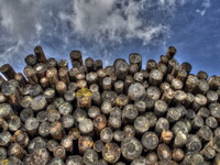 Poslodavci apeluju na hitno donošenje Zakona o šumama FBiH i zabranu izvoza trupaca