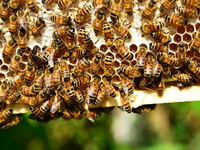 Drugi međunarodni kongres o pčelarstvu u Gradačcu okuplja regionalne stručnjake