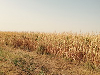 Suša uništila više od pola kukuruza i soje