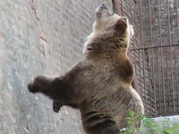 Po Srbiji šeta medved sa 3.700 evra