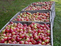 Brčanski inspektorat odbacuje odgovornost za aferu oko izvoza jabuka u Rusiju