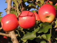 Interes za domaćom jabukom u porastu