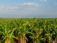 Lažna banana: Da li je etiopski enset nova superhrana tokom suočavanja sa klimatskim promenama?