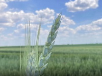 Zbog zabrane izvoza silosi puni pšenice i kukuruza
