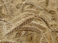 Pojeftinili pšenica i kukuruz na Produktnoj berzi u Novom Sadu