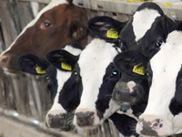 EU odobrila plan Holandije za smanjenje emisije azota gašenjem farmi stoke
