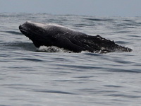 U Australiji uginuo 51 kit nakon masovnog nasukavanja