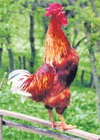 Pilići pod lupom veterinara