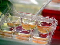 Razvijene kožne ćelije s osobinama matičnih
