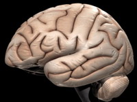 Locirane anomalije u mozgu autističara