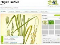 "Encyclopedia of Life" hit na Internetu