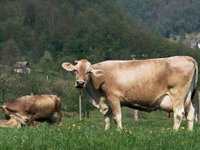 U ponedjeljak nastavak razgovora o novoj otkupnoj cijeni mlijeka
