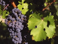 Crno grožđe snižava pritisak i holesterol