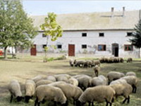Nema novih slučajeva bruceloze