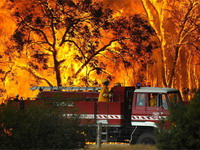 Australija: Prvo vatra, pa spasioci - pa prevaranti