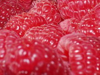 Hladnjačari strepe za maline