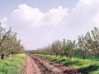 Smanjena tražnja za voćem iz Srbije