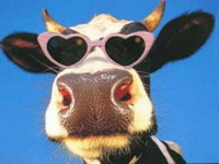 Gnevni evropski farmeri u Pragu prosipali mleko, muzli krave