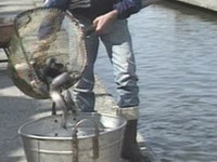 Hrvatska blokirala uvoz ribe iz Bosne i Hercegovine