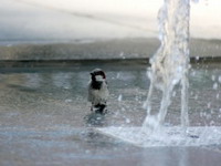 Šest slučajeva kolapsa zbog visoke temperature