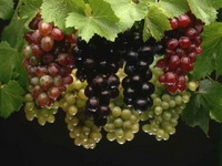 Klimatske promjene ugrožavaju francusko vino