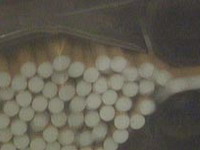 U ponedjeljak istječe rok za uplatu razlike akcize na popisane zalihe cigareta