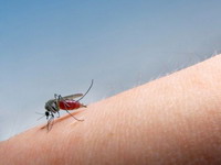 U Grčkoj nova žrtva "zapadnonilskog virusa"