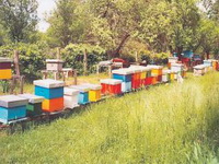 Uspjeh Pčelarske zadruge iz Sanskog Mosta: U Tursku izvezli pet tona meda