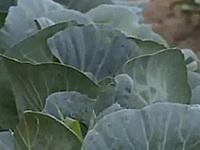 Marihuana u blizini Bin Ladenove kuće