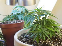 Italija: Može marihuana na terasi