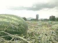 Šteta od tuče na vinogradima i voćnjacima procijenjena na više 2,2 milijuna maraka