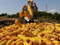 Agronomi: U 2012. biće dovoljno hrane za Srbiju i izvoz
