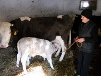 Izbledeo ljubičasti Milkan iz Čačka