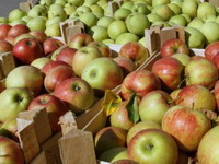 Raste izvoz iz Srbije u Rusiju, prednjače jabuke