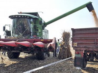 Aflatoksinom zaraženo 31 odsto kukuruza u Robnim rezervama