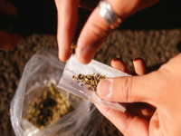 Raste broj zavisnih od marihuane