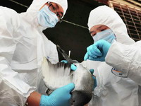 Na pomolu nova smrtonosna epidemija